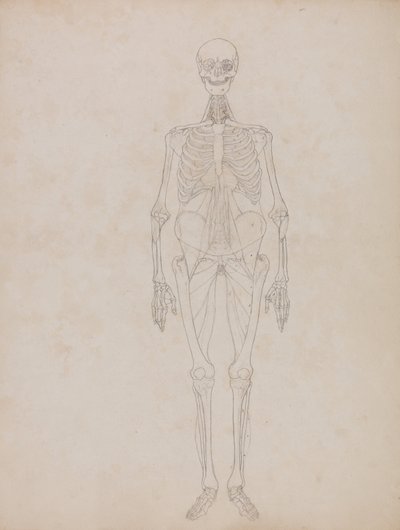 Esposizione Anatomica Comparativa della Struttura del Corpo Umano con quella di una Tigre e un Co... da George Stubbs